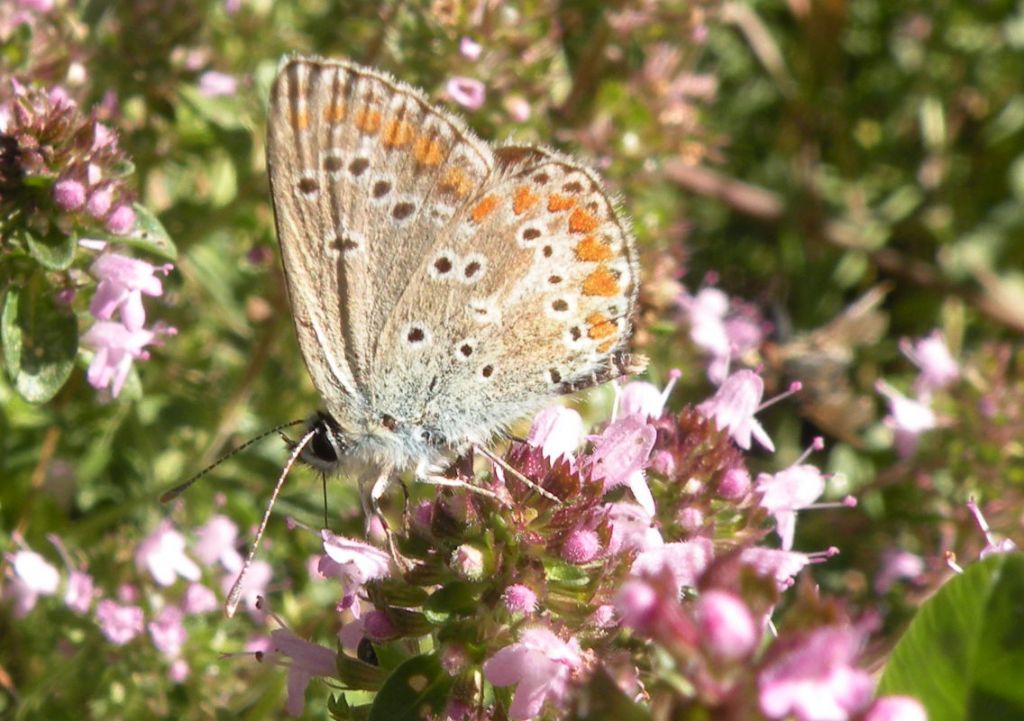 Aricia artaxerxes?